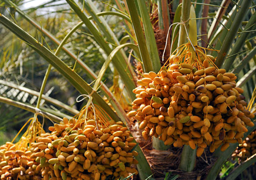 Bridging Farm and Table: AgriFoodTech in the UAE