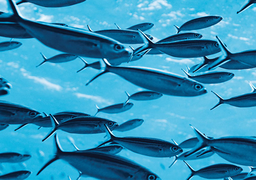 Sea of Hope: The Blue Economy Imperatives for the Global South With Reference to India