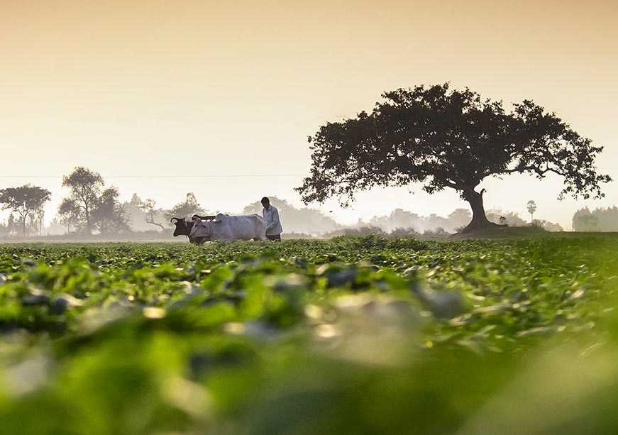 Will COP30 deliver a new era for agriculture and food systems?